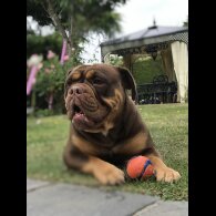 Dorset Olde Tyme Bulldogge