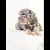 Dorset Olde Tyme Bulldogge