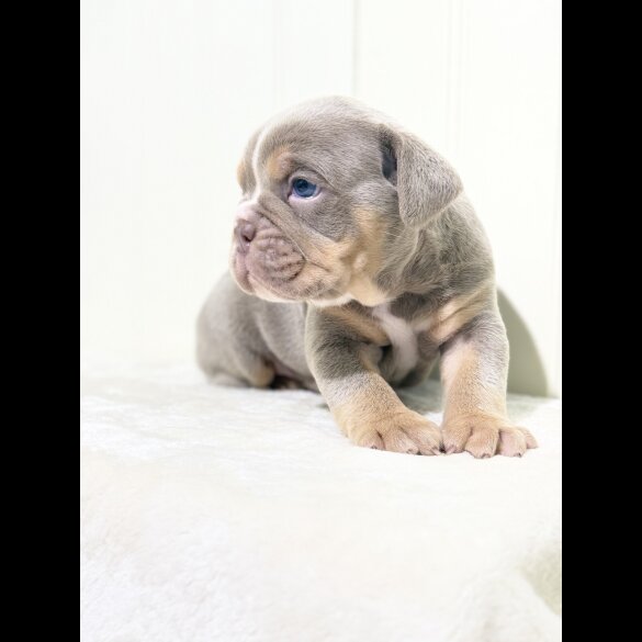 Dorset Olde Tyme Bulldogge