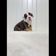 Dorset Olde Tyme Bulldogge