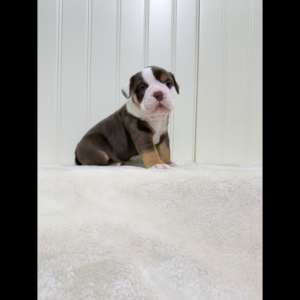 Dorset Olde Tyme Bulldogge