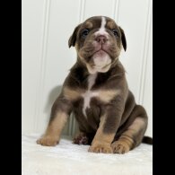 Dorset Olde Tyme Bulldogge