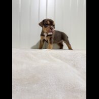 Dorset Olde Tyme Bulldogge