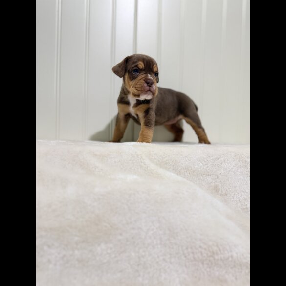 Dorset Olde Tyme Bulldogge