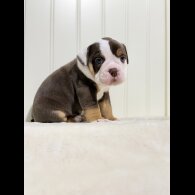 Dorset Olde Tyme Bulldogge