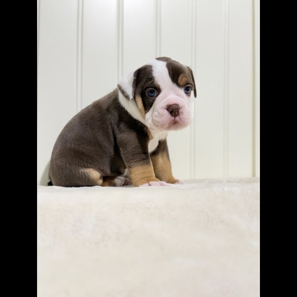 Dorset Olde Tyme Bulldogge