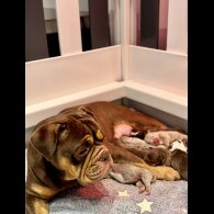 Dorset Olde Tyme Bulldogge