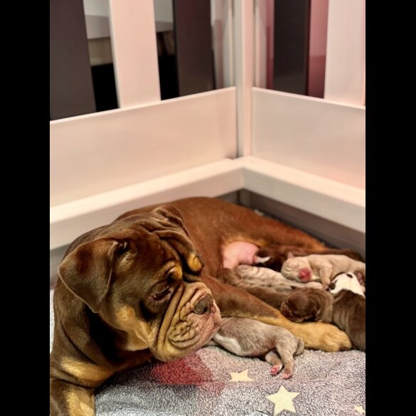 Dorset Olde Tyme Bulldogge