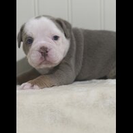 Dorset Olde Tyme Bulldogge