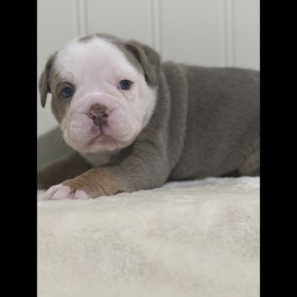 Dorset Olde Tyme Bulldogge