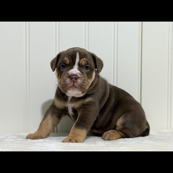 Dorset Olde Tyme Bulldogge