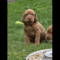 Hungarian Vizsla
