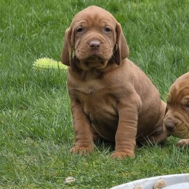 Hungarian Vizsla