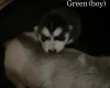 Alaskan Malamute