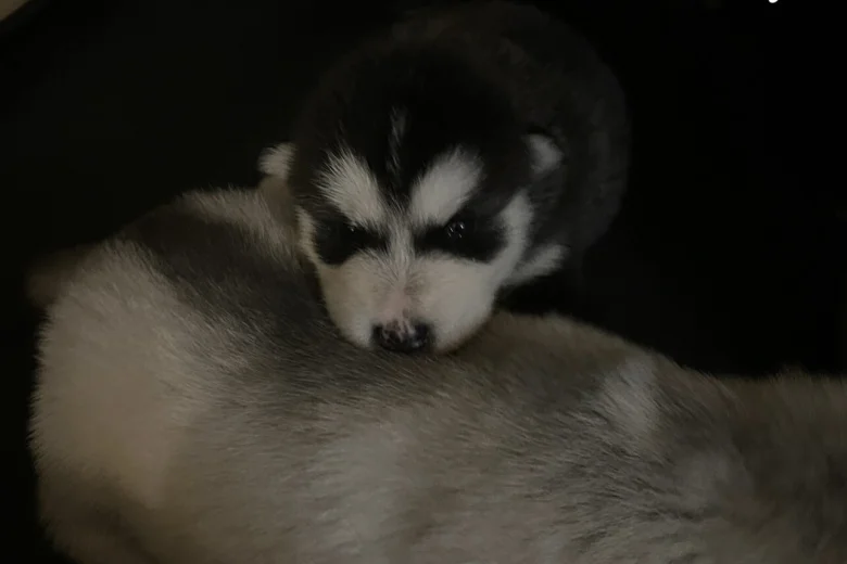 Alaskan Malamute
