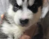 Alaskan Malamute