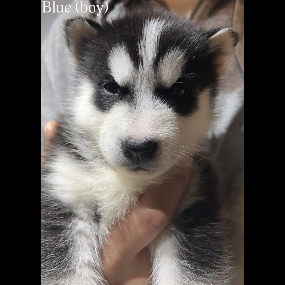 Alaskan Malamute