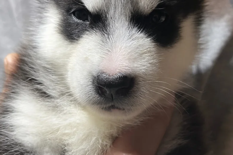 Alaskan Malamute