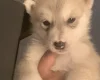 Alaskan Malamute
