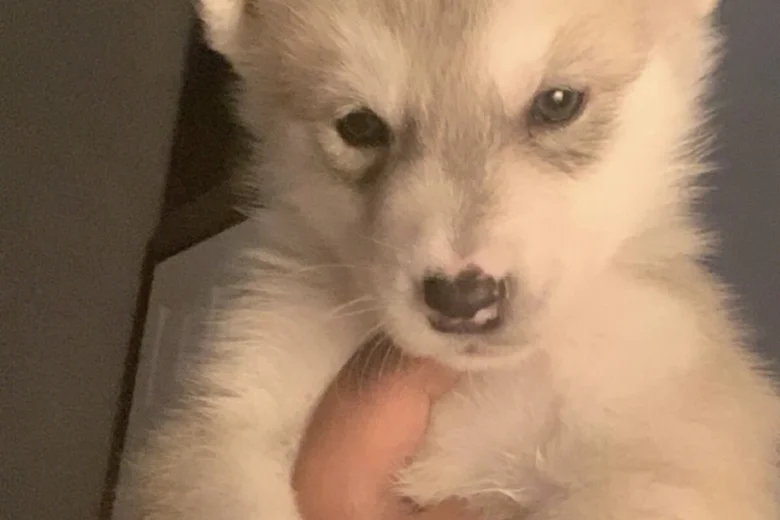 Alaskan Malamute