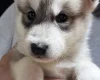 Alaskan Malamute