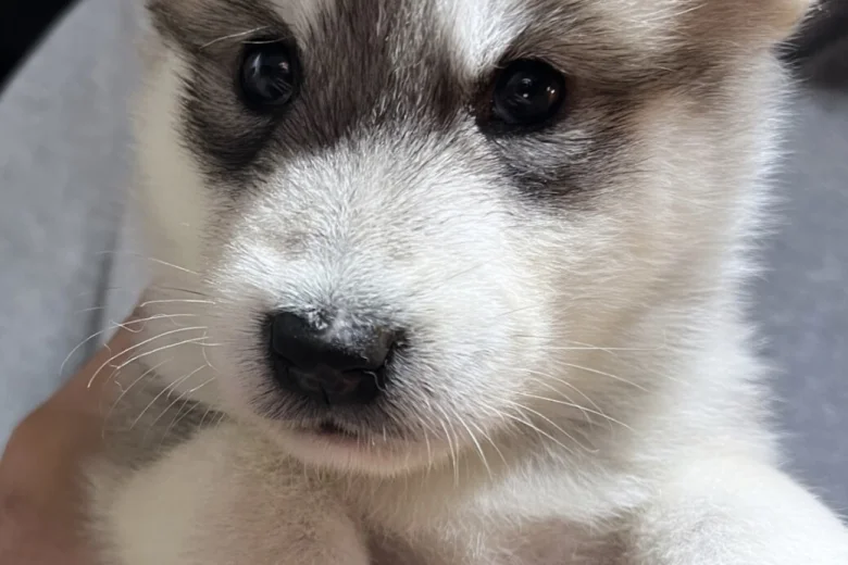 Alaskan Malamute