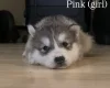 Alaskan Malamute