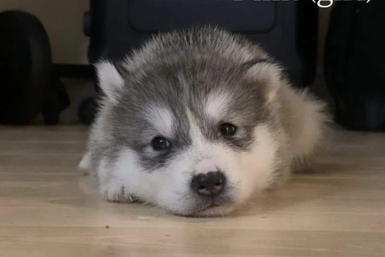 Alaskan Malamute