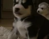 Alaskan Malamute