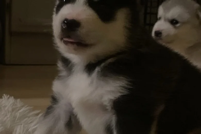 Alaskan Malamute