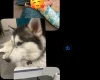 Alaskan Malamute