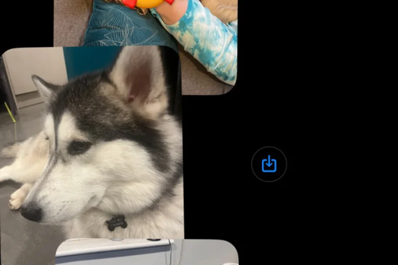 Alaskan Malamute
