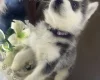 Alaskan Malamute
