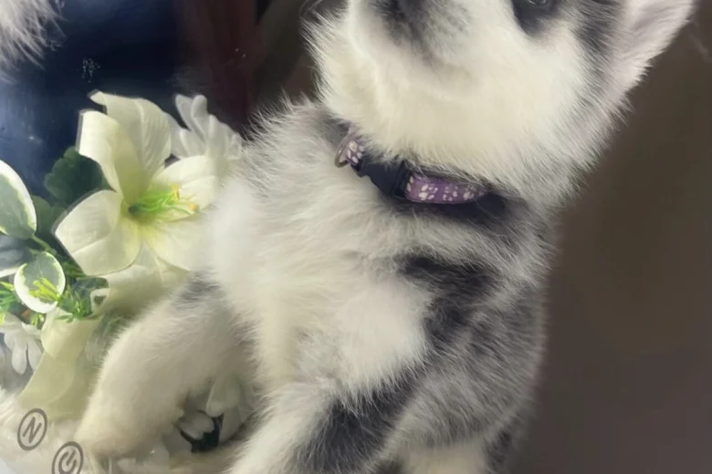 Alaskan Malamute