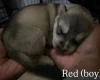 Alaskan Malamute