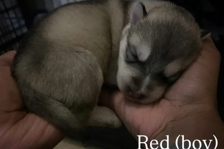 Alaskan Malamute