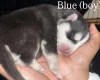 Alaskan Malamute