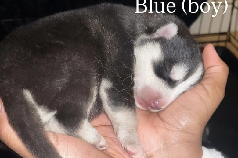 Alaskan Malamute