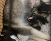 Alaskan Malamute