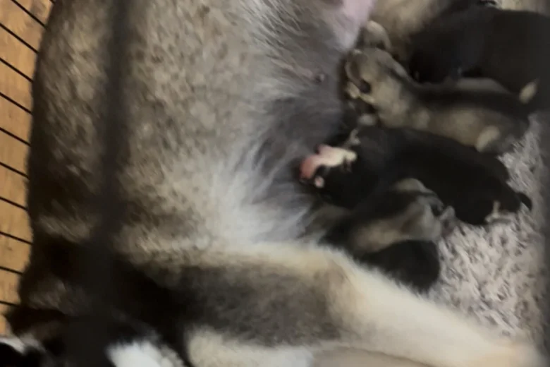 Alaskan Malamute