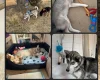 Alaskan Malamute