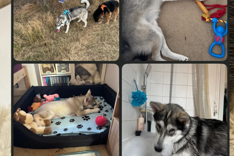 Alaskan Malamute