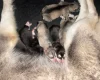 Alaskan Malamute