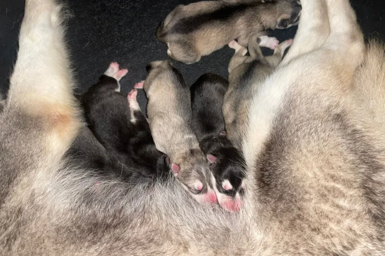 Alaskan Malamute