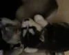 Alaskan Malamute