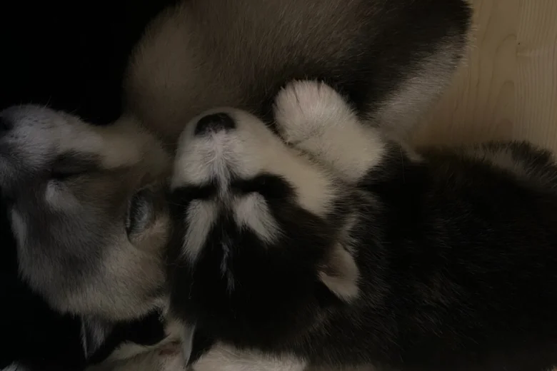 Alaskan Malamute