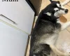 Alaskan Malamute