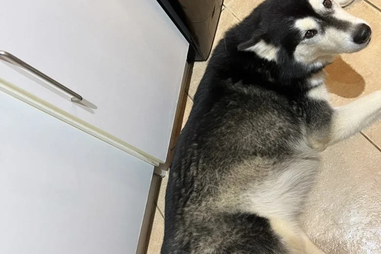 Alaskan Malamute