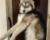 Alaskan Malamute