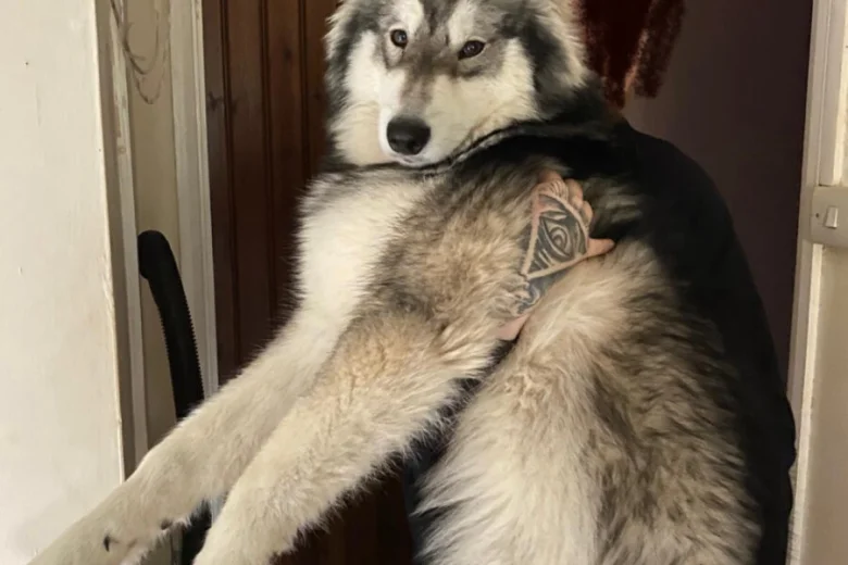 Alaskan Malamute